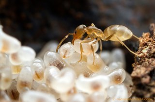 Darwin's ant